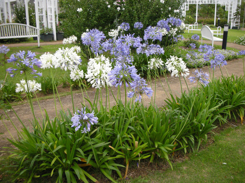 Image of Agapanthus (Agapanthus africanus) plant