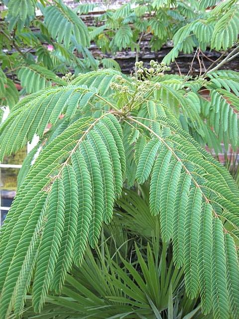 Albizia Julibrissin Rosea Silk Tree Architectural Plants