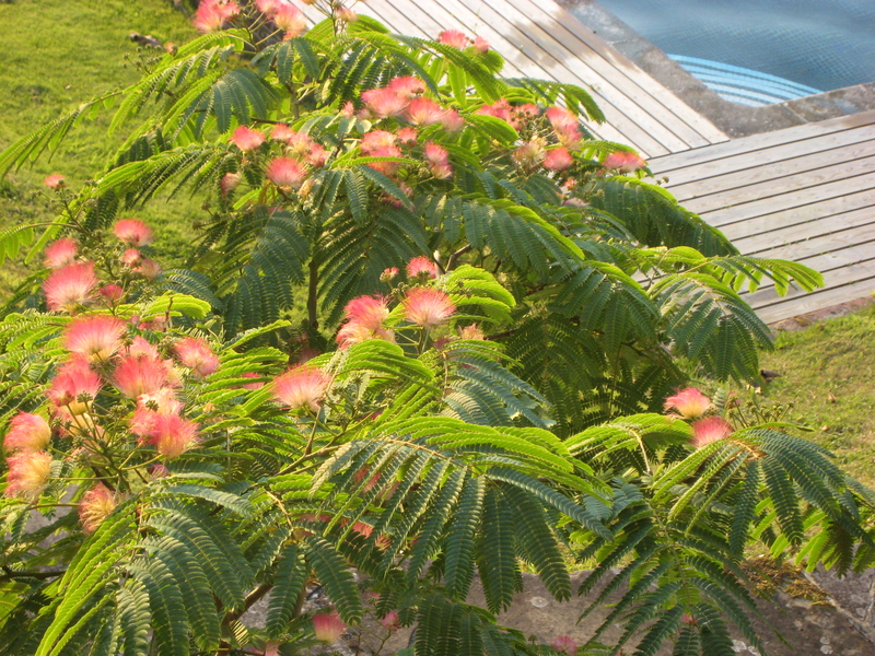 Albizia Julibrissin Rosea Silk Tree Architectural Plants