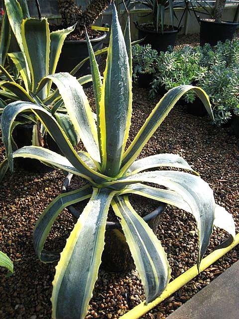 Agave Variegated Succulent 