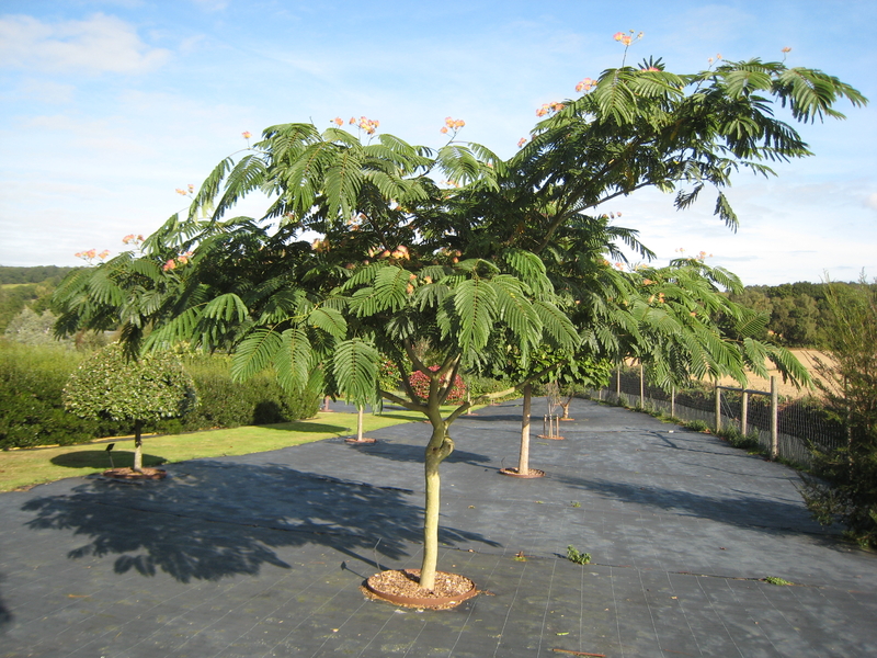 Albizia Julibrissin Rosea Silk Tree Architectural Plants