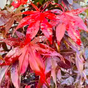 Acer palmatum 'Bloodgood'