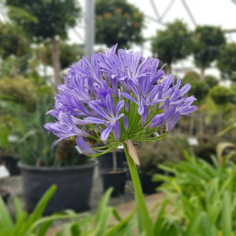 Agapanthus africanus (African Lily)