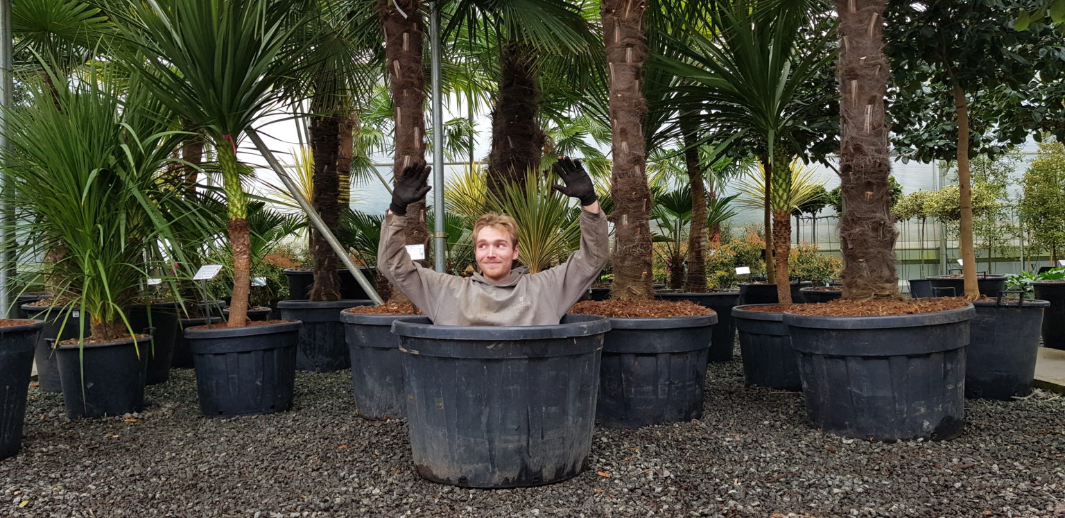 Recycle Your Plant Pots With Us Architectural Plants