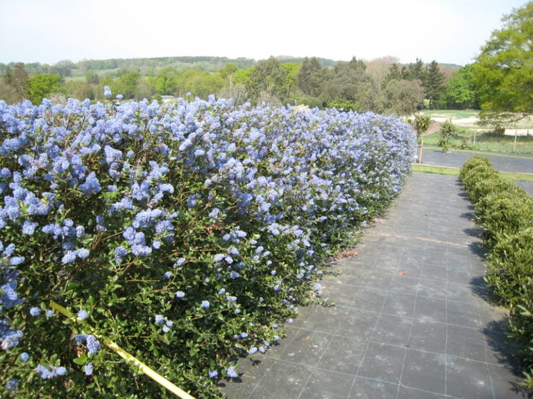 Buy Ceanothus arboreus (Californian Lilac) Architectural Plants