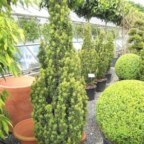 Taxus baccata 'Fastigiata Aurea'