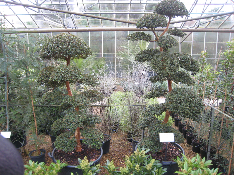 Myrtus apiculata 'Niwaki' - Architectural Plants