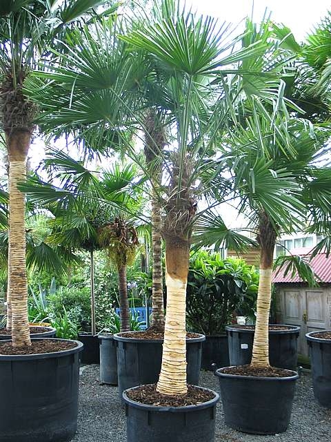 Palm Tree Evergreen Seeds Plants Trachycarpus Fortunei Green Garden 10pcs