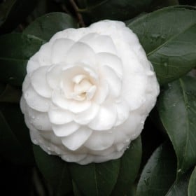 Camellia japonica (White Shades)