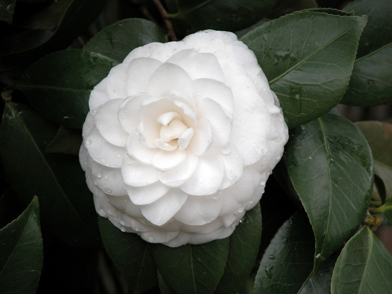 Camellia japonica