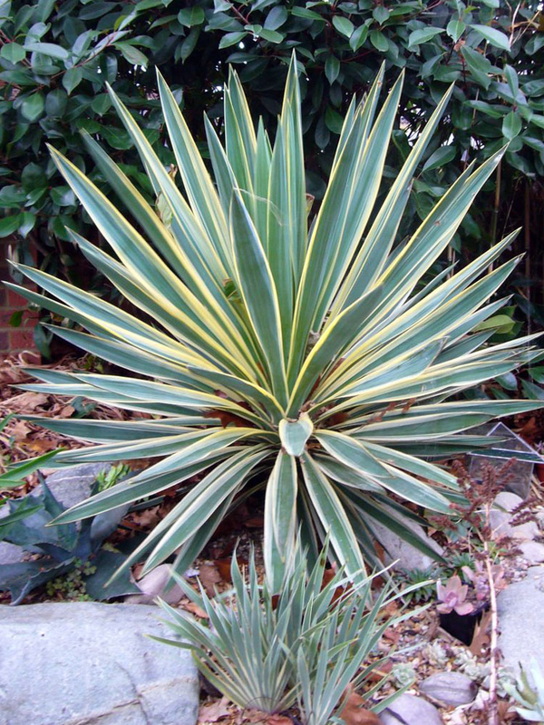 Yucca filamentosa variegata winterharte Gartenyucca keine gloriosa recurvifolia 