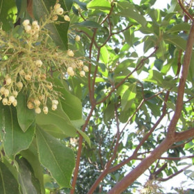 Arbutus glandulosa