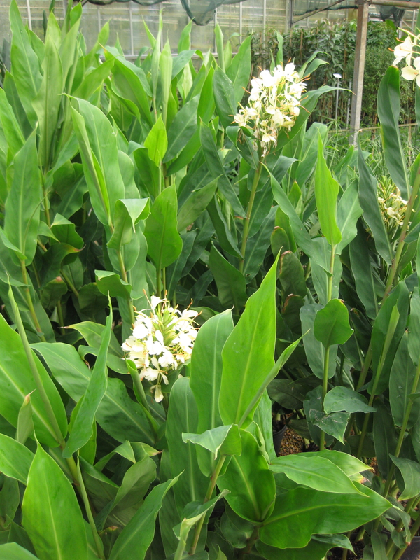 Hedychium Forrestii Architectural Plants