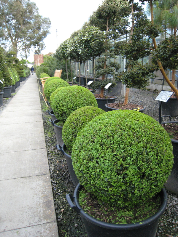 Box Hedging Buxus 60-65cm 50 x Box Buxus Plants from Producer 