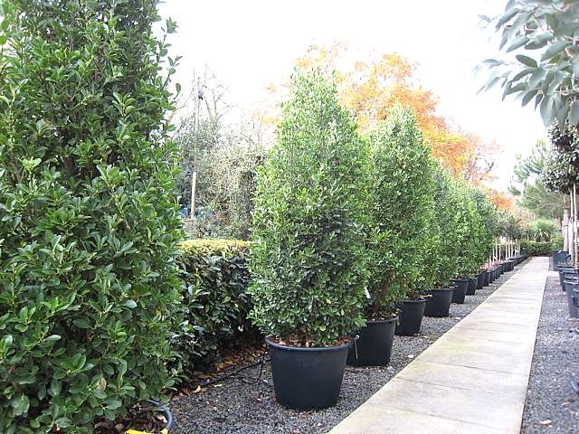 Image of Japanese euonymus plant as a hedge