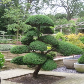 Taxus cuspidata ‘Niwaki’ (Japanese Yew)