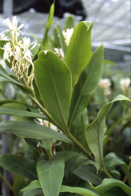 Hedychium Forrestii Architectural Plants