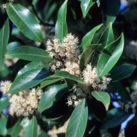 Prunus caroliniana (Carolina Cherry Laurel)