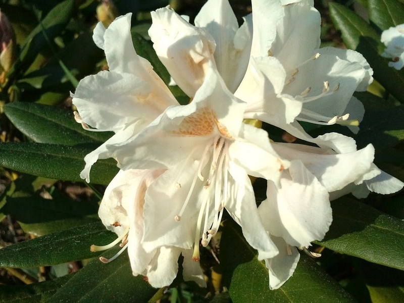 Rhododendron Alpenrose Nova Zembla Roseum Elegans Grandiflorum Cunnighams White 