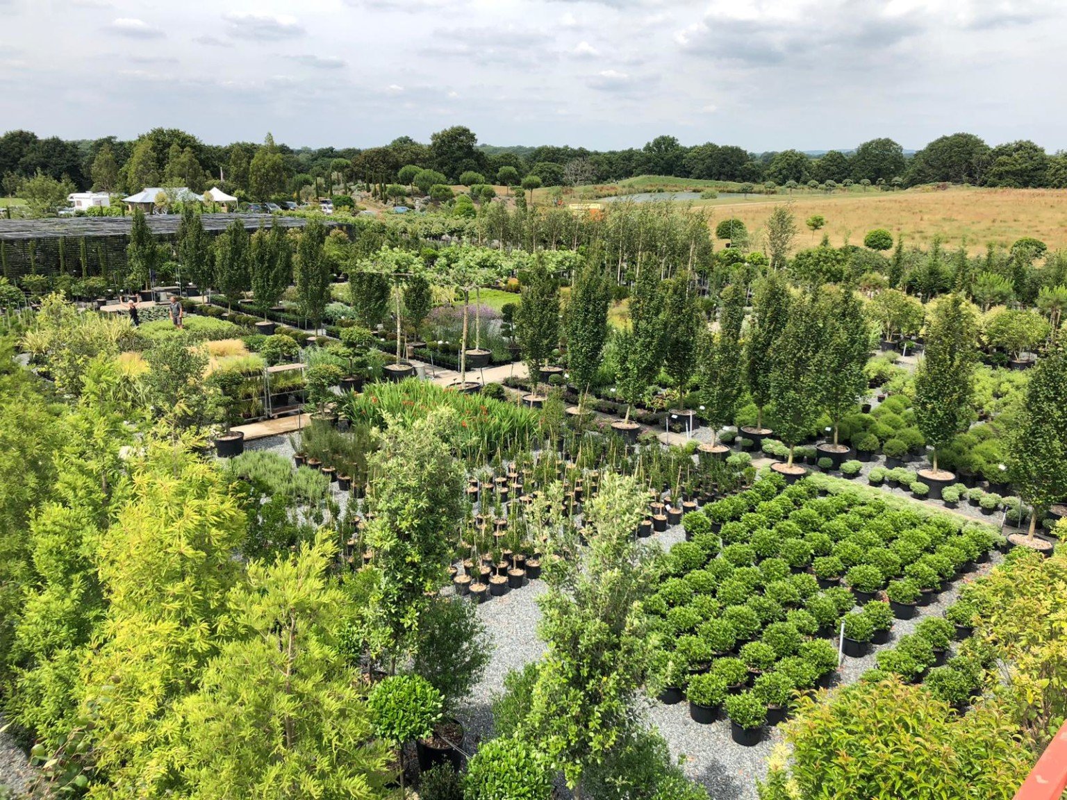 Garden & Plant Nursery West Sussex Architectural Plants