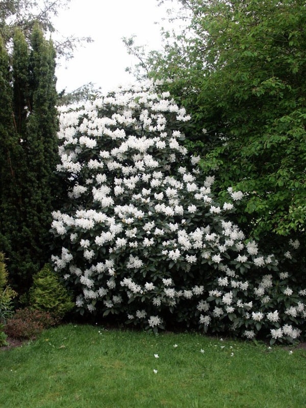 Image of Rhododendron ‘Cunningham’s White’ evergreen plant