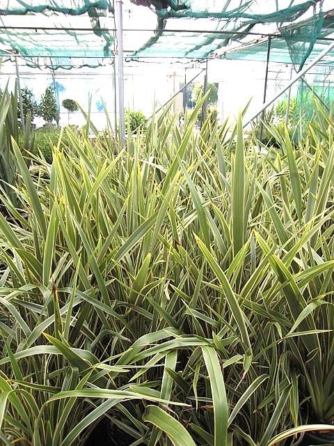 Phormium tenax 'Variegatum' - Architectural Plants