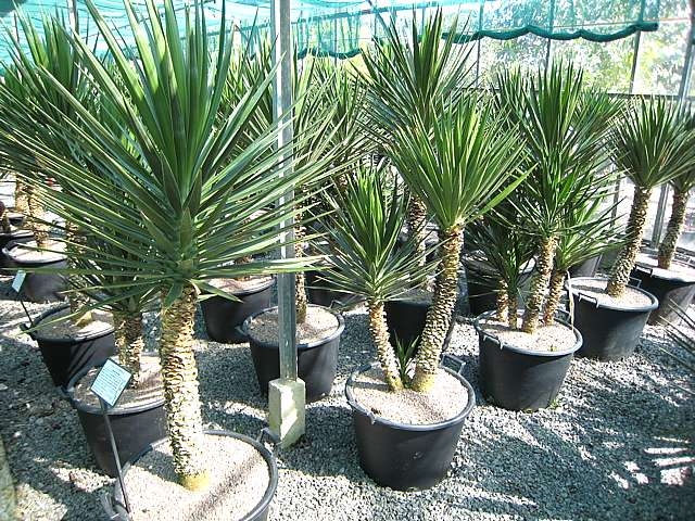 Yucca Aloifolia 'Purpurea' Höhe Ø 26cm 8.4 Ltr. 50-60cm Topf 