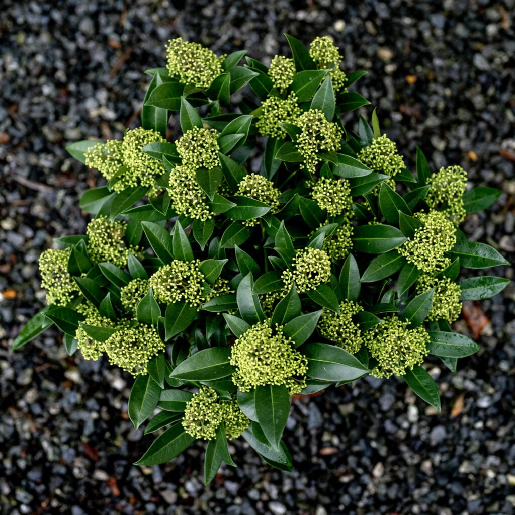 Skimmia x confusa 'Kew Green' - Image 4