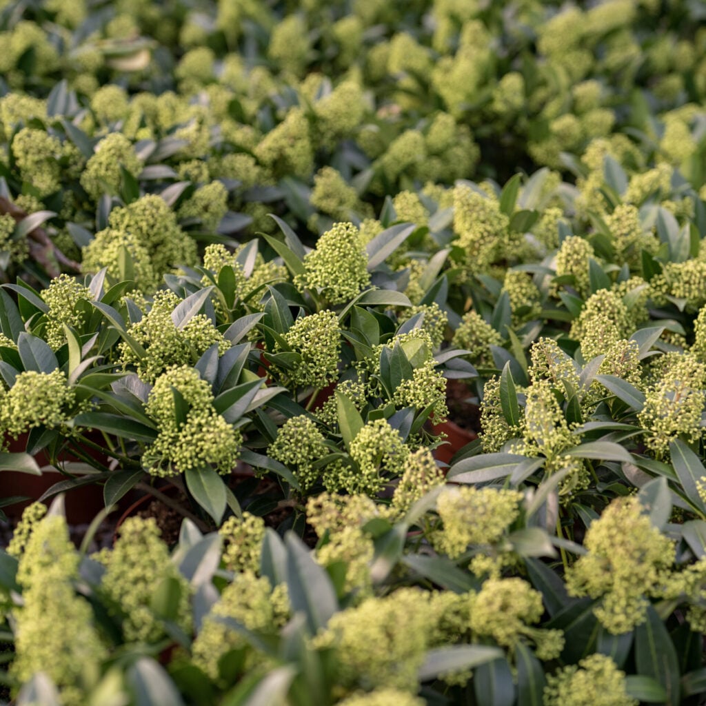 Skimmia x confusa 'Kew Green' - Image 6