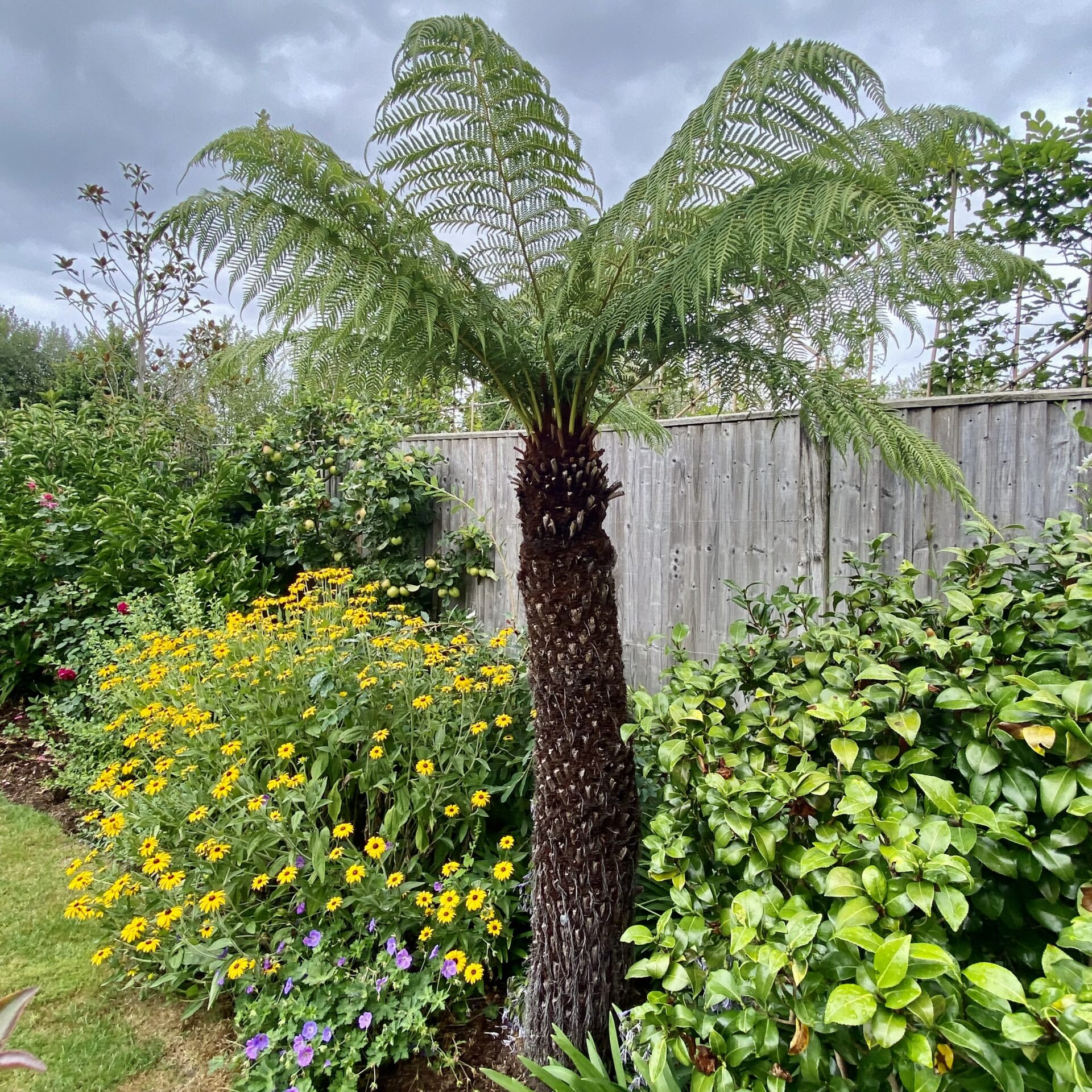 Dicksonia Antarctica Architectural Plants