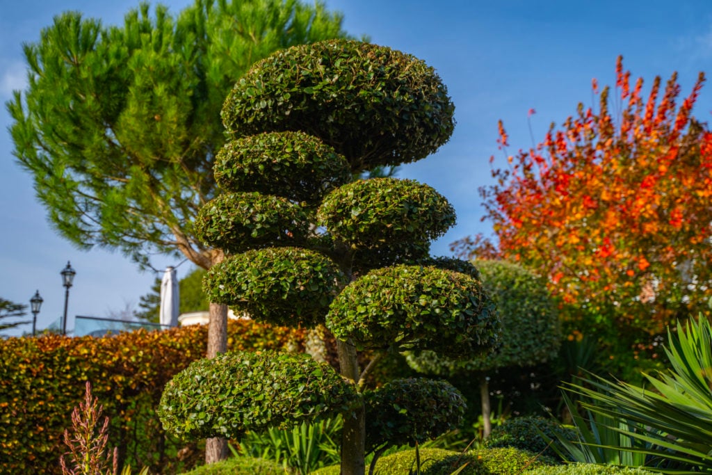 Quercus ilex ‘Niwaki’ (Holm Oak Niwaki)
