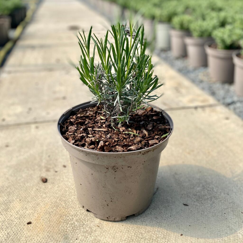 Lavandula x intermedia 'Phenomenal' - Image 2