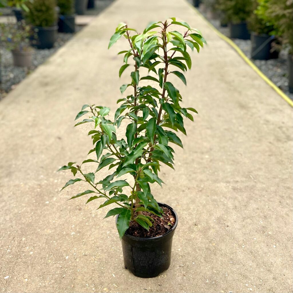 Prunus lusitanica 'Myrtifolia' - Image 12