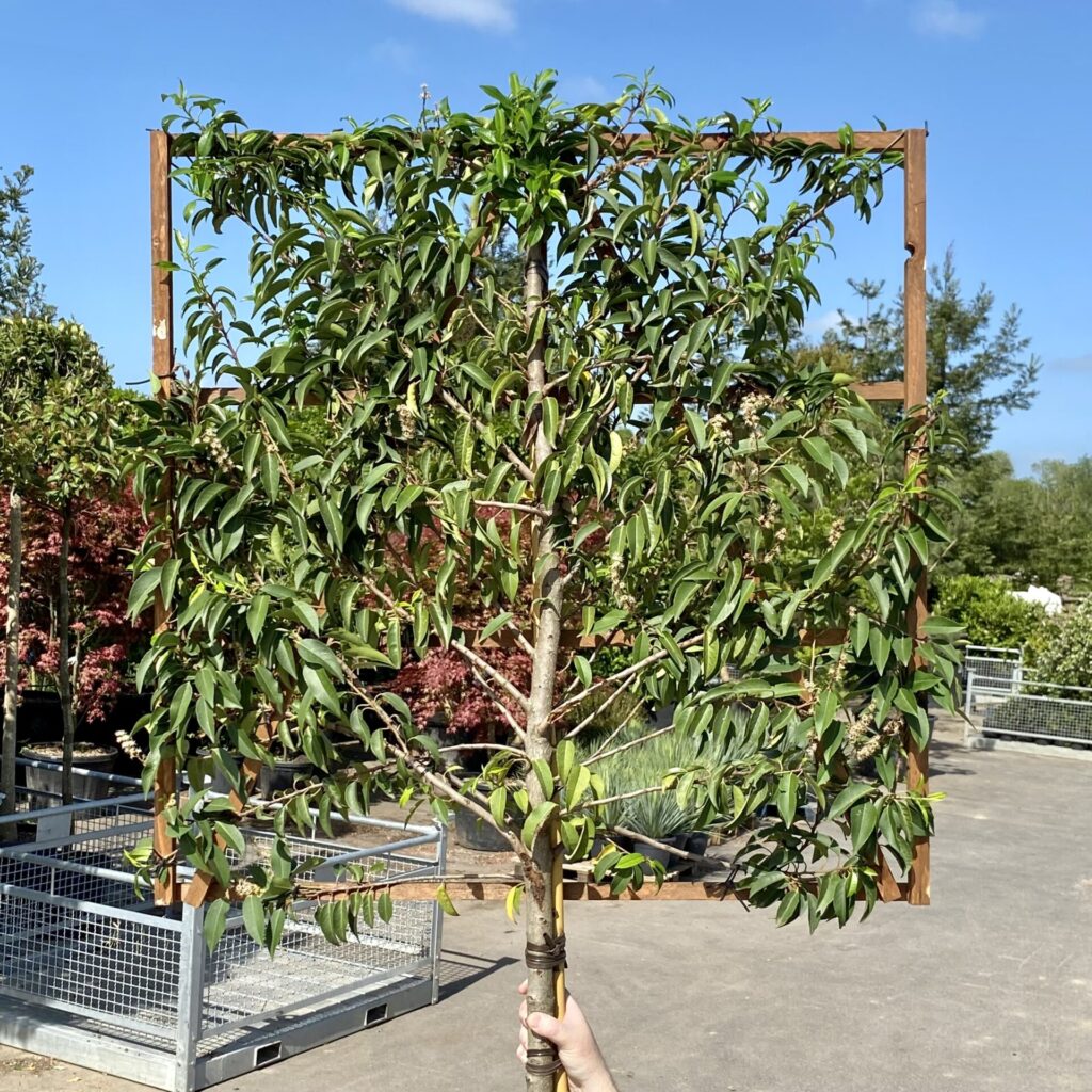 Prunus lusitanica 'Myrtifolia' - Image 8
