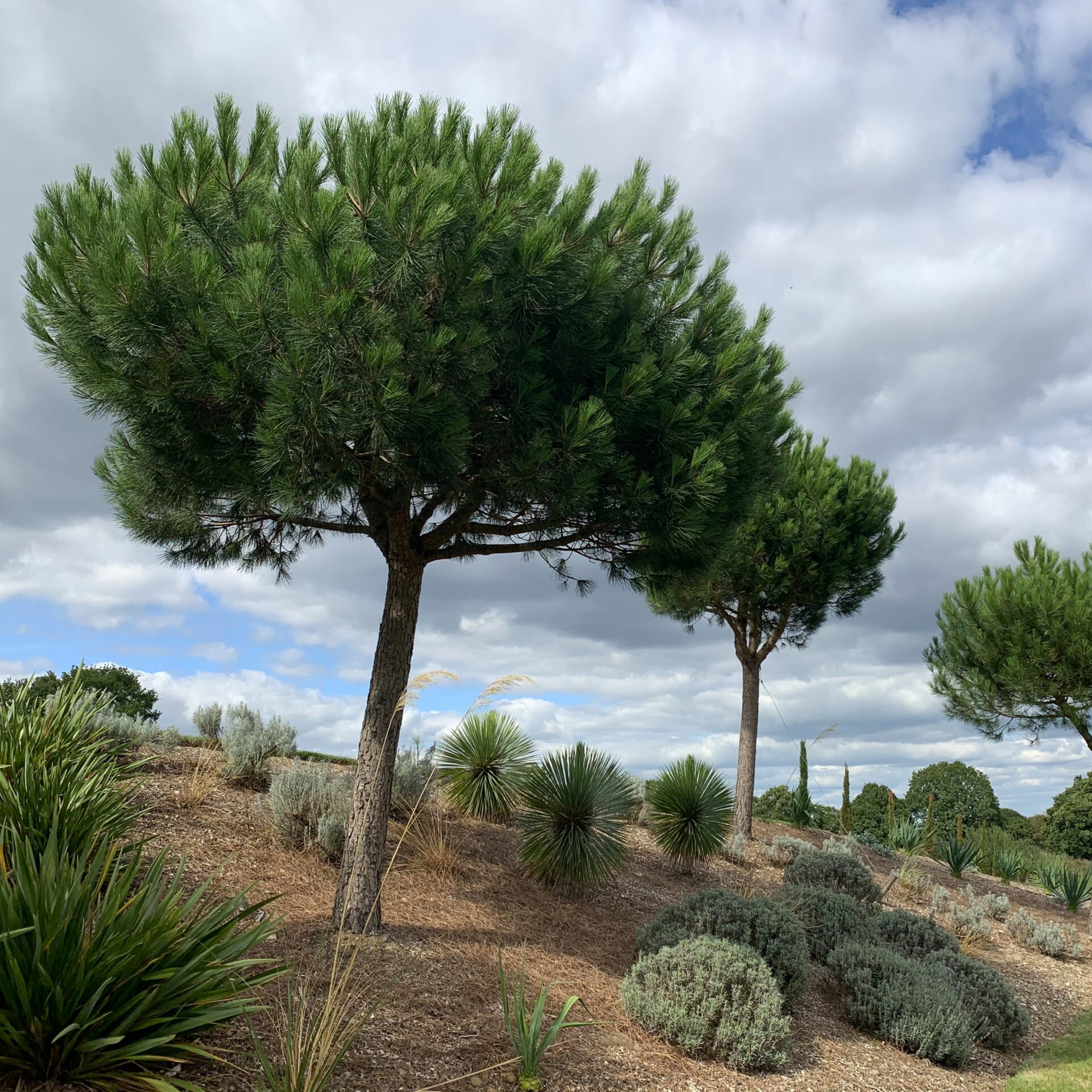 Pinus Pinea Pinus Pinea
