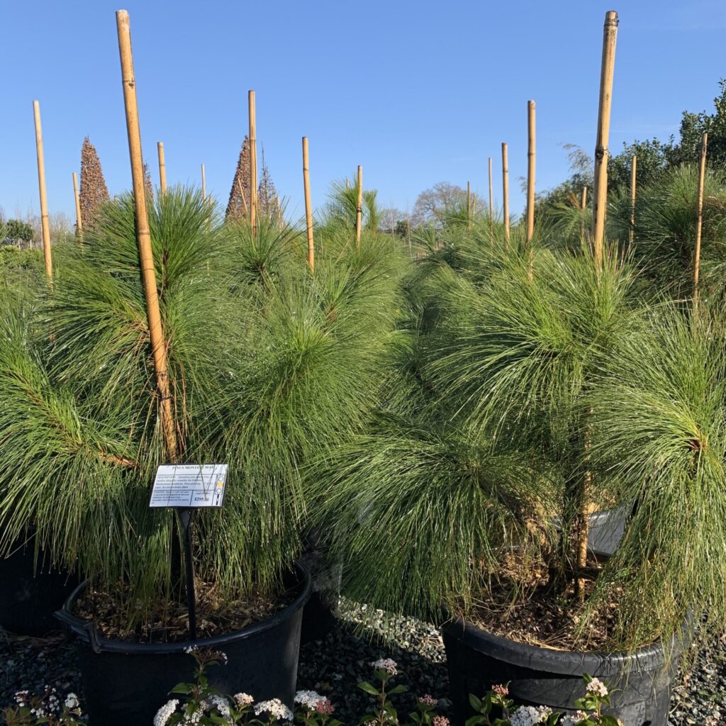Pinus montezumae - Image 9