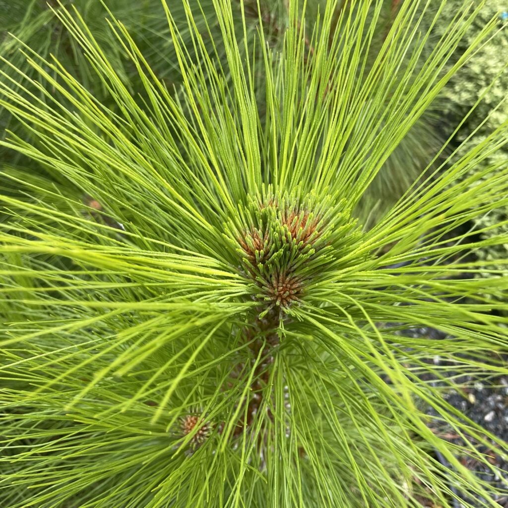 Pinus montezumae - Image 6