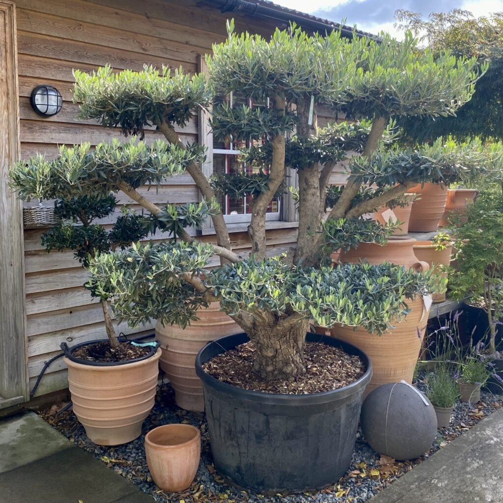 Olea europaea - Niwaki (I1)