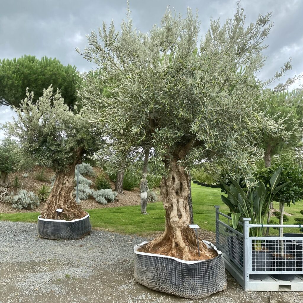 Buy Olea europaea (Olive) - Architectural Plants