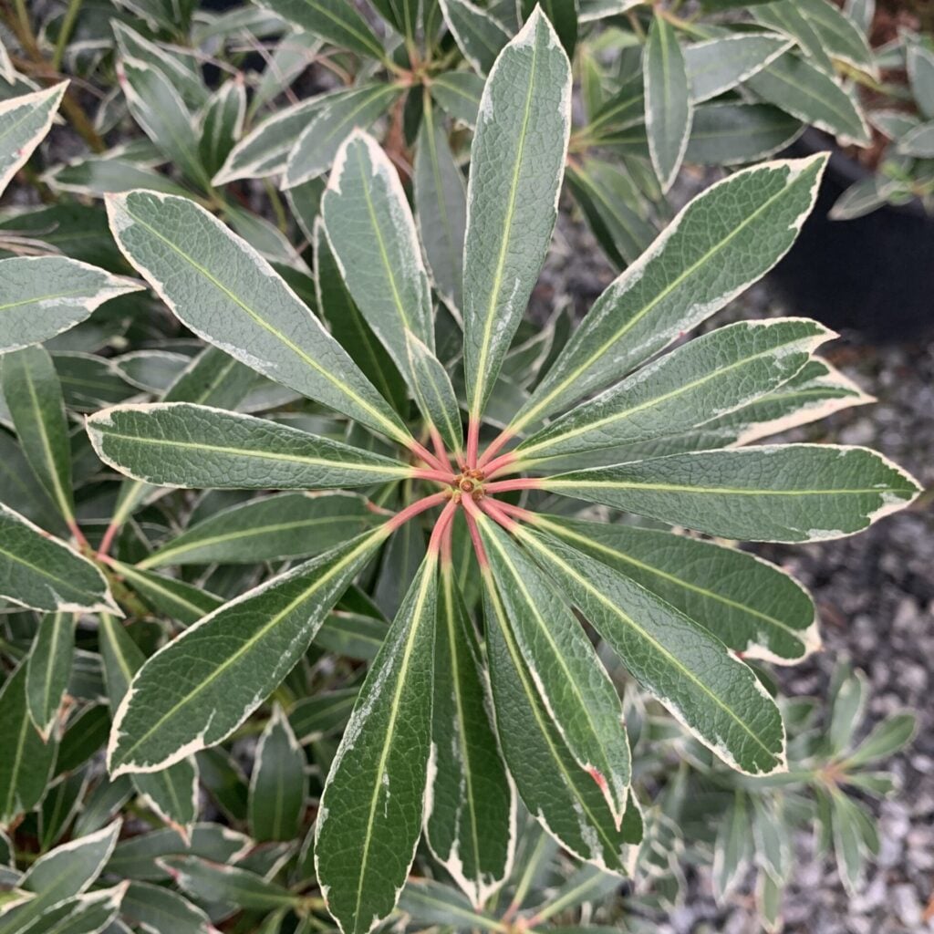Pieris japonica 'Flaming Silver' - Image 4