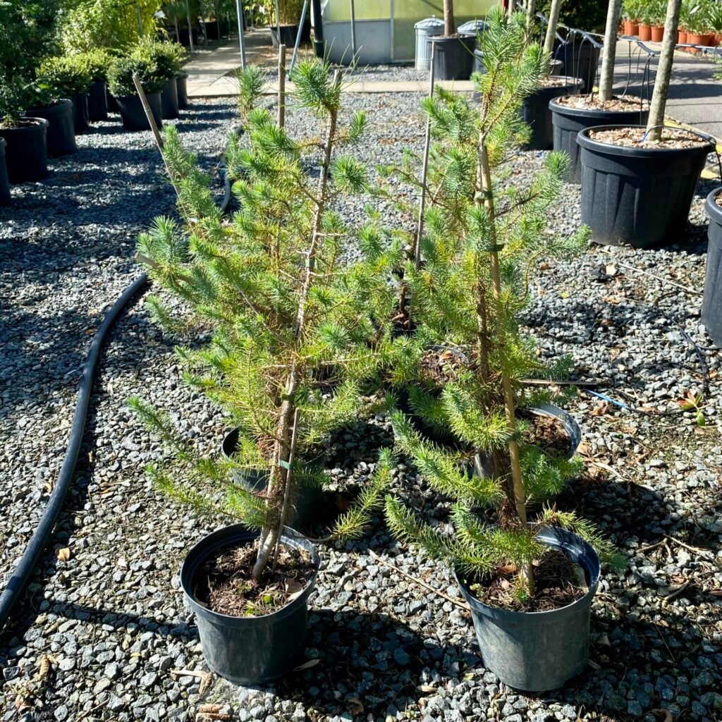 Pinus pinea - Image 7