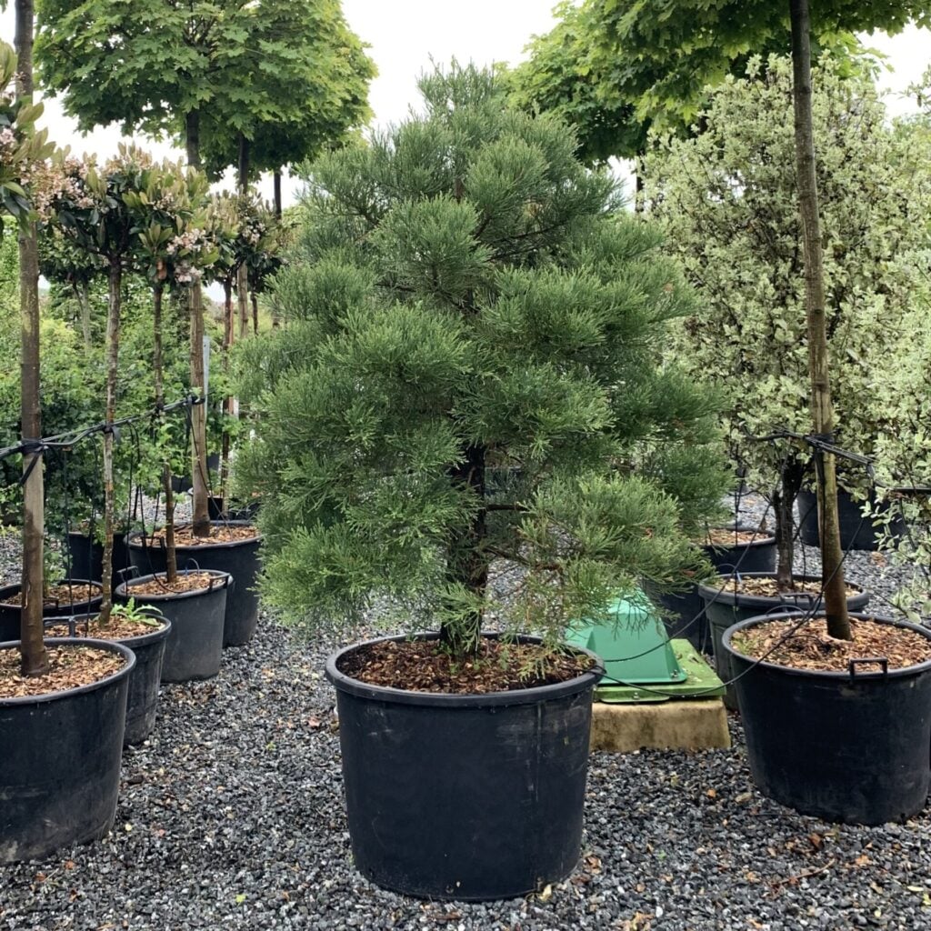 Sequoiadendron giganteum