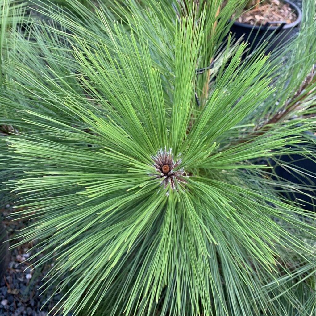Pinus montezumae - Image 3