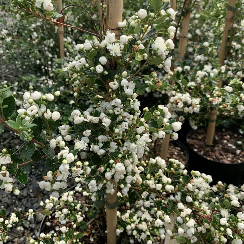 Myrtus apiculata (Orange-barked Myrtle)