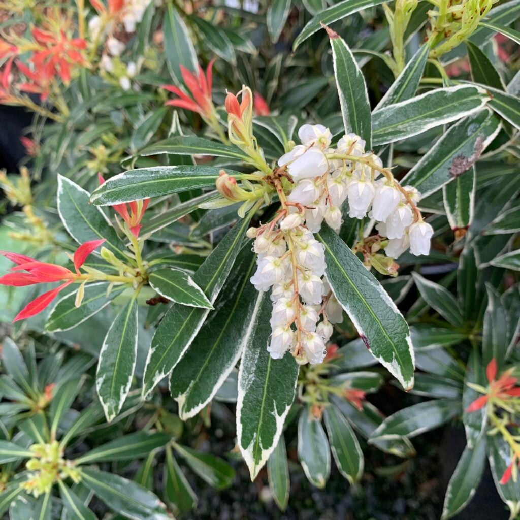 Pieris japonica 'Flaming Silver' - Image 3