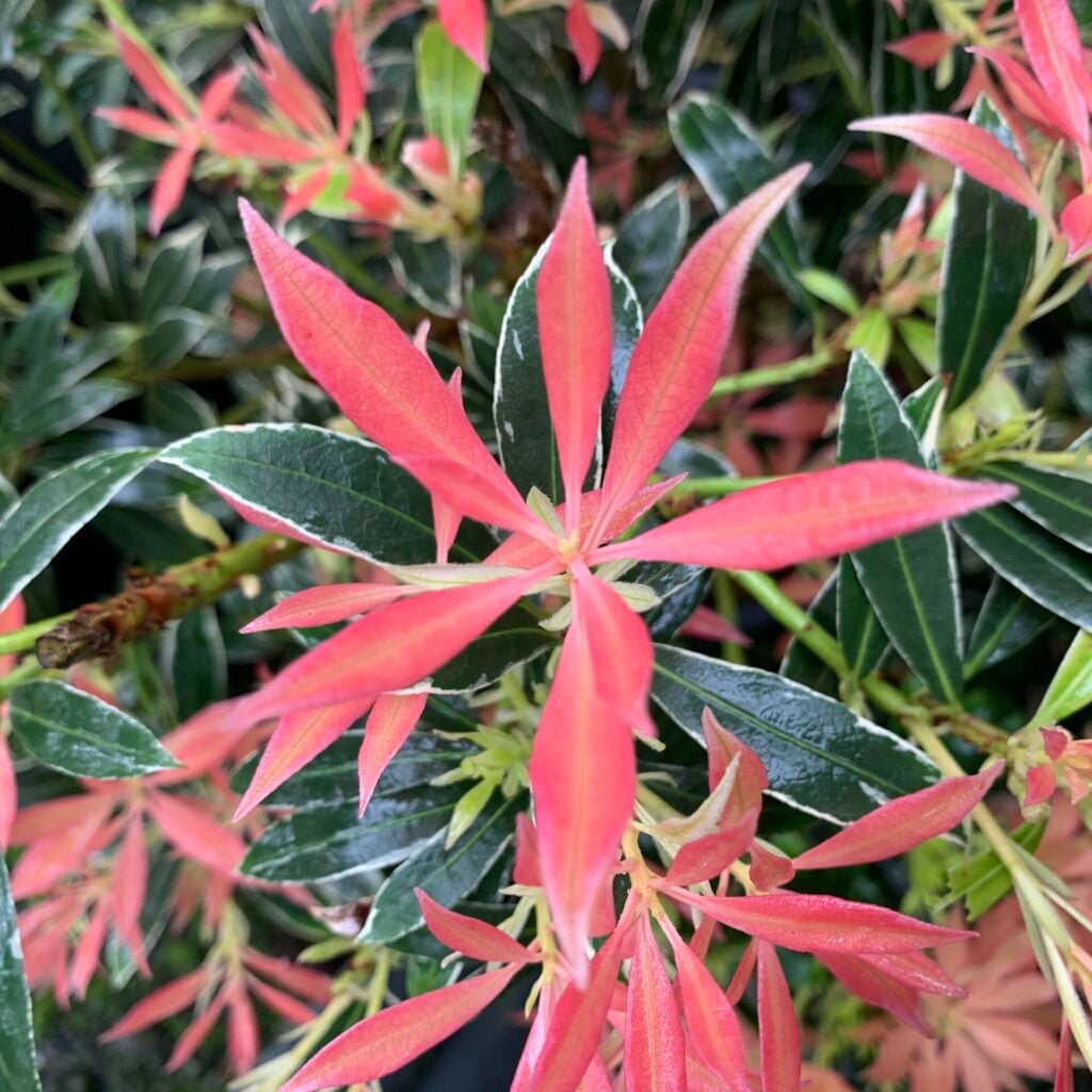 Pieris japonica ‘Flaming Silver’