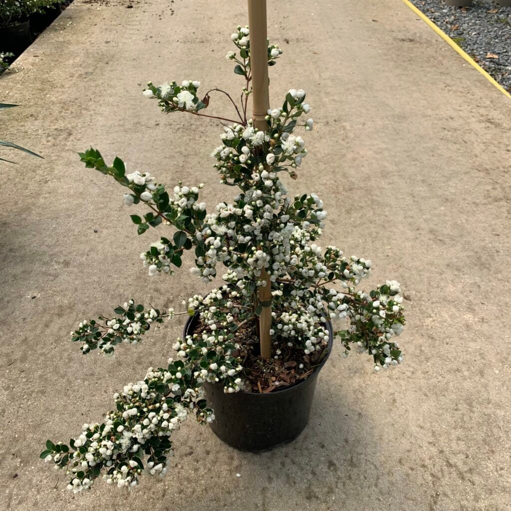 Myrtus apiculata 'Niwaki' - Image 2
