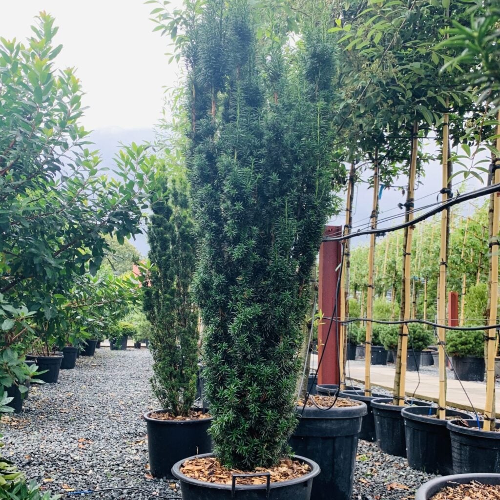 Taxus baccata fastigiata - Image 2