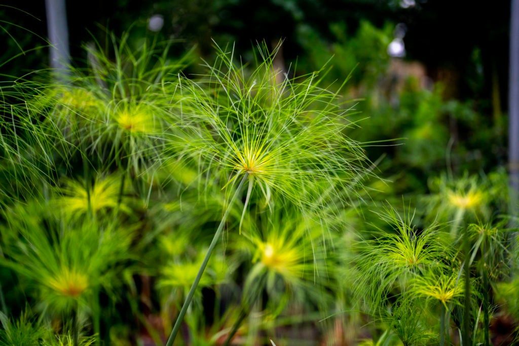 Cyperus papyrus