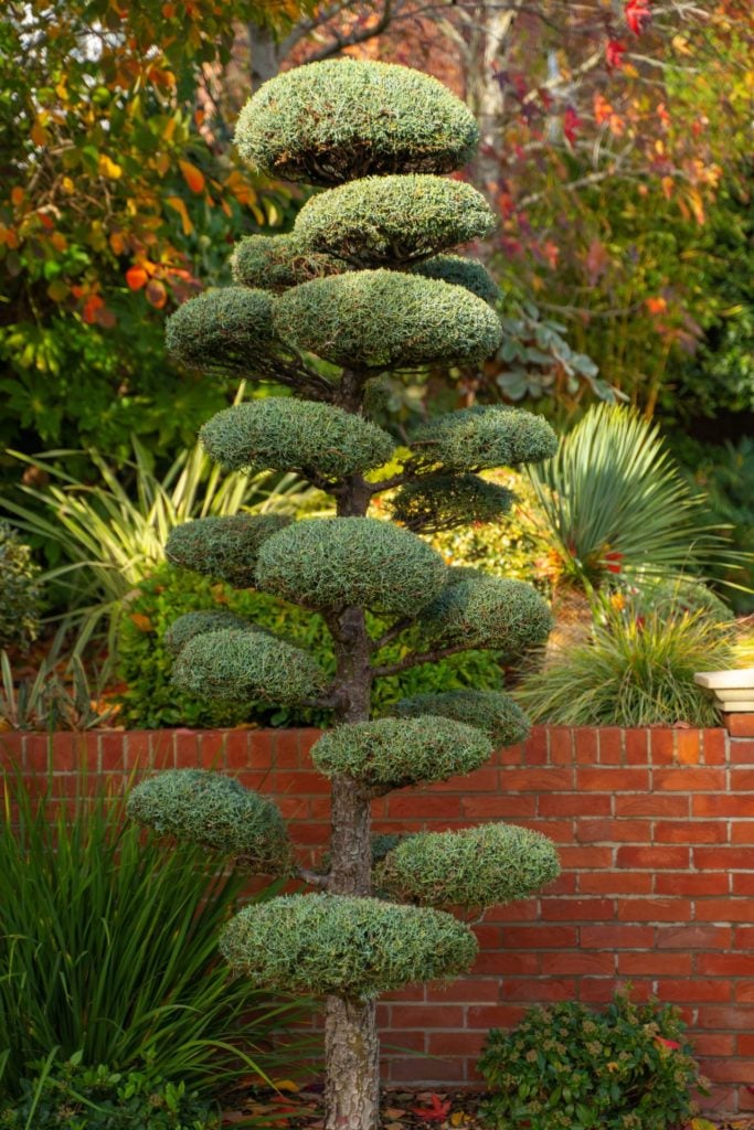 Cupressus arizonica 'Niwaki' - Image 5